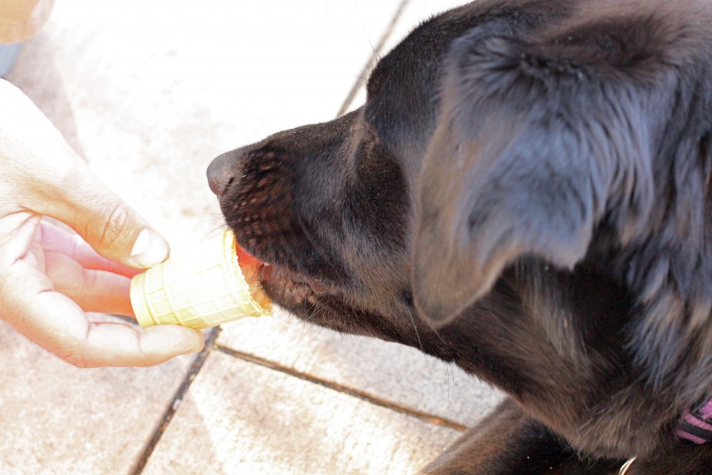 FinnFirstCone